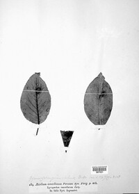 Gymnosporangium sabinae image